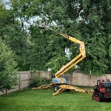 Best Tree Maintenance Programs  in Cimarron, KS