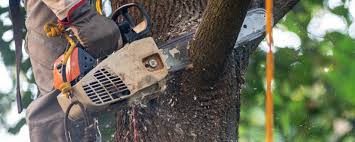 Best Tree Disease Treatment  in Cimarron, KS