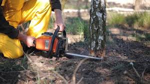 How Our Tree Care Process Works  in  Cimarron, KS