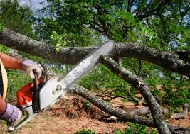 Best Commercial Tree Services  in Cimarron, KS