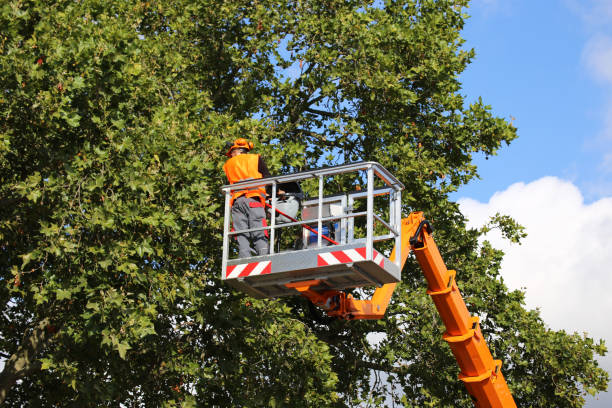 Best Storm Damage Tree Cleanup  in Cimarron, KS