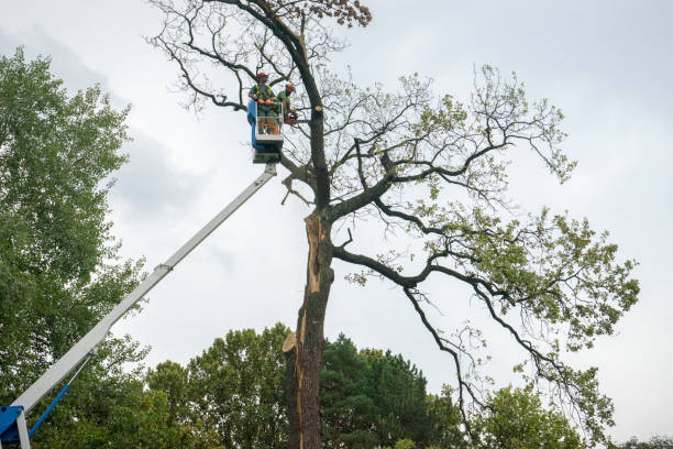 Cimarron, KS  Tree Services Company