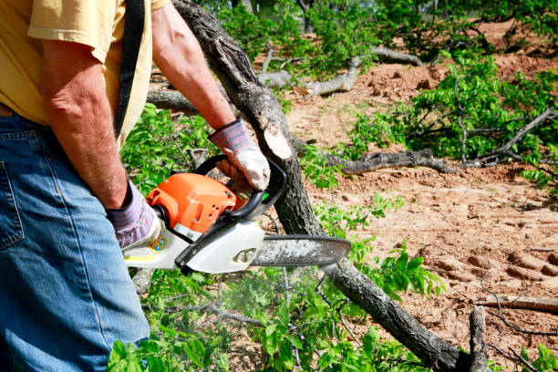 Best Hedge Trimming  in Cimarron, KS